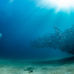 Distant diver facing a compact school of bigeye trevally, guitarfish on sand, Cabo Pulmo, Baja California Sur, Mexico