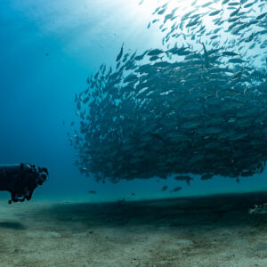 Diver approaching a dome-shaped school of bigeye trevally above sand, Cabo Pulmo, Baja California Sur, Mexico