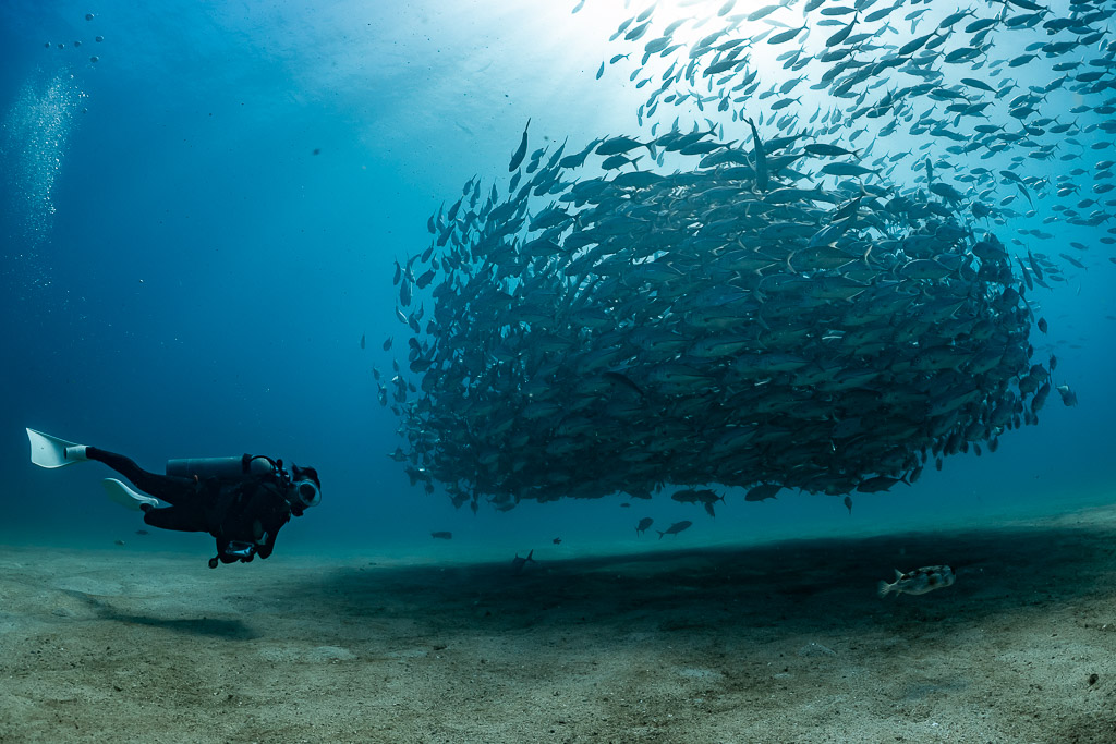 Diver approaching a dome-shaped school of bigeye trevally above sand, Cabo Pulmo, Baja California Sur, Mexico