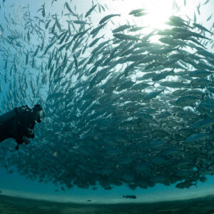 Diver swimming beside a sunlit ball of bigeye trevally, Cabo Pulmo, Baja California Sur, Mexico