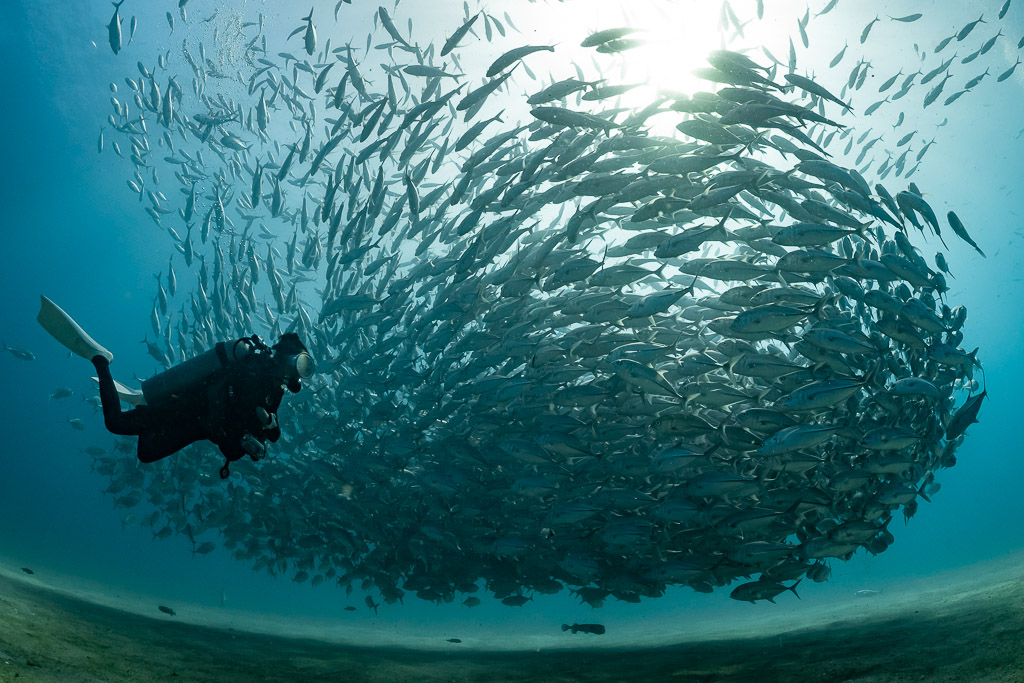 Diver swimming beside a sunlit ball of bigeye trevally, Cabo Pulmo, Baja California Sur, Mexico