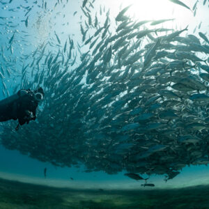 Diver close to a spiralling tornado of bigeye trevally backlit by the sun, Cabo Pulmo, Baja California Sur, Mexico