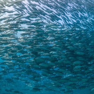Close full-frame texture of bigeye trevally school, no diver, Cabo Pulmo, Baja California Sur, Mexico