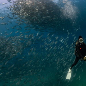 Diver hovering upright amid scattered bigeye trevally, wider framing, Cabo Pulmo, Baja California Sur, Mexico