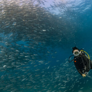 Diver with yellow regulator hose amid a slanting school of bigeye trevally, Cabo Pulmo, Baja California Sur, Mexico