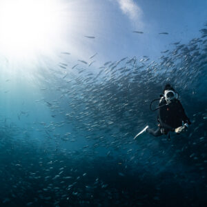 Small diver figure under bright sunburst surrounded by bigeye trevally, Cabo Pulmo, Baja California Sur, Mexico