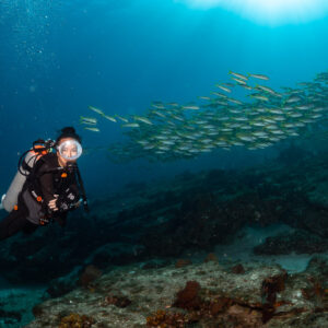 Diver over rocky reef beside a passing school of yellow-striped fish, Cabo Pulmo, Baja California Sur, Mexico