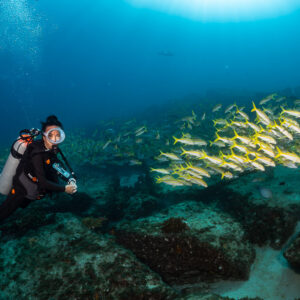 Diver with camera facing a sunlit school of yellow reef fish, Cabo Pulmo, Baja California Sur, Mexico