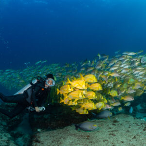 Diver beside a mixed school with bright yellow blue-lined fish and surgeonfish, Cabo Pulmo, Baja California Sur, Mexico
