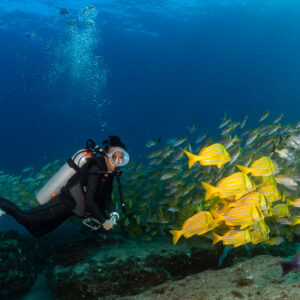 Diver close to bright yellow fish within a mixed school above reef, Cabo Pulmo, Baja California Sur, Mexico