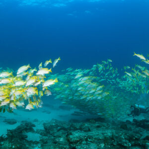Mixed school of yellow-striped fish over sand with distant diver, Cabo Pulmo, Baja California Sur, Mexico