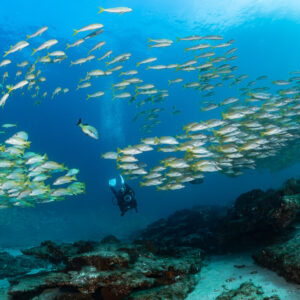 Diver beneath two arcs of yellow-striped schooling fish over rocky reef, Cabo Pulmo, Baja California Sur, Mexico