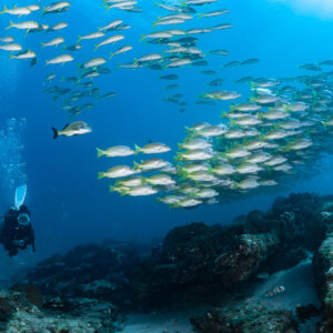 Diver below a loose school of yellow-striped fish in blue water, Cabo Pulmo, Baja California Sur, Mexico