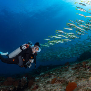 Diver swimming under a diagonal stream of yellow-striped fish toward the light, Cabo Pulmo, Baja California Sur, Mexico