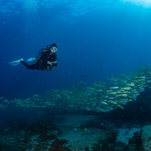 Diver hovering above a low school of yellow-striped fish over reef, Cabo Pulmo, Baja California Sur, Mexico