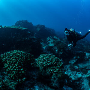Diver gliding above coral heads on a rocky reef, Cabo Pulmo, Baja California Sur, Mexico