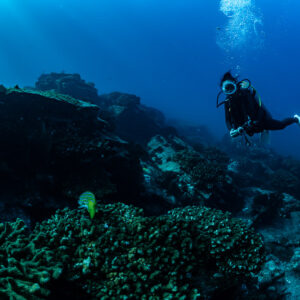Diver above coral heads with rising bubbles and small yellow fish, Cabo Pulmo, Baja California Sur, Mexico