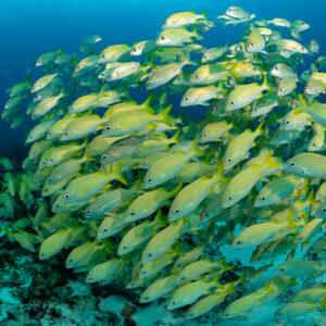Tight ball of French grunts over sand, close wide-angle view, Quintana Roo, Mexico