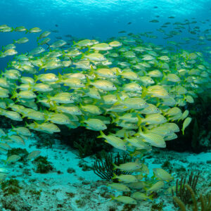Rounded school of French grunts above sandy reef with sea rods, Quintana Roo, Mexico