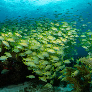 School of French grunts flowing over reef with soft corals and surface light, Quintana Roo, Mexico