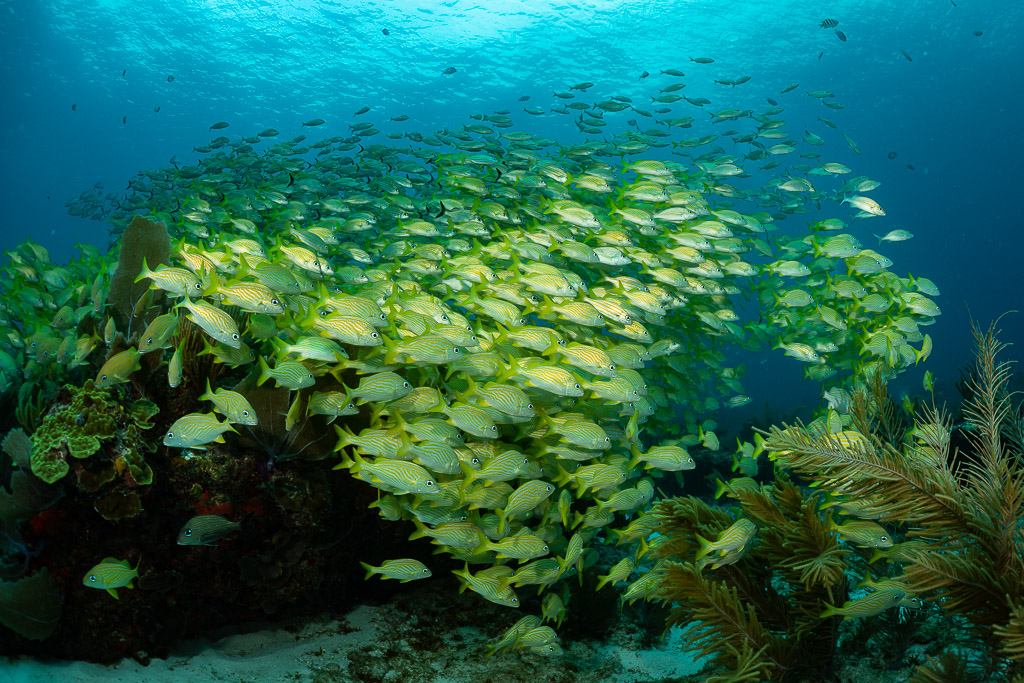 Banc de gorettes jaunes ondulant sur le récif aux gorgones, lumière de surface, Quintana Roo, Mexique