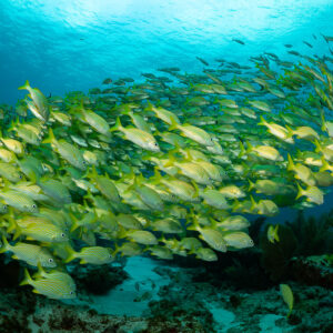 French grunts streaming past an orange sea fan on Caribbean reef, Quintana Roo, Mexico