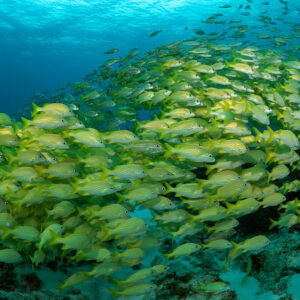 Dense wave of French grunts sweeping across the reef, Quintana Roo, Mexico