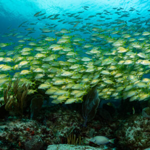 Wide school of French grunts hovering above reef under blue water, Quintana Roo, Mexico