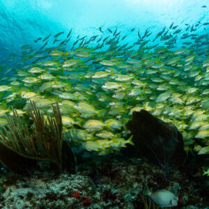Large school of French grunts sheltering among sea rods and sea fans, Quintana Roo, Mexico