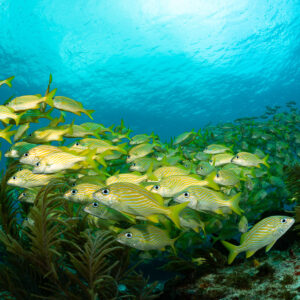 Close view of French grunts weaving through soft corals, Quintana Roo, Mexico