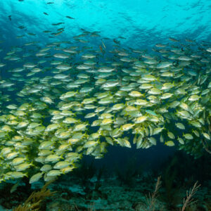 French grunt school seen from low angle with bright turquoise surface, Quintana Roo, Mexico