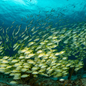 Loose school of French grunts rising off the reef toward the surface, Quintana Roo, Mexico