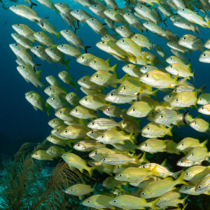 Column of French grunts above soft corals, vertical frame, Quintana Roo, Mexico