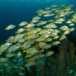 Diagonal school of French grunts over sea rods in deep blue, Quintana Roo, Mexico