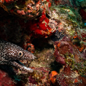 Spotted moray peering from a hole among red sponges, Quintana Roo, Mexico
