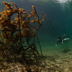 Sidemount diver beyond an algae-covered dead tree in a cenote, Casa Cenote, Quintana Roo, Mexico