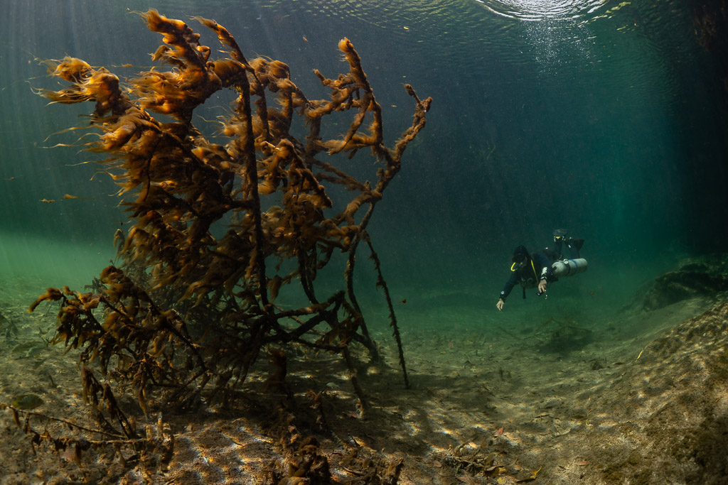 Plongeur en sidemount derrière un arbre mort couvert d’algues dans un cénote, Casa Cenote, Quintana Roo, Mexique