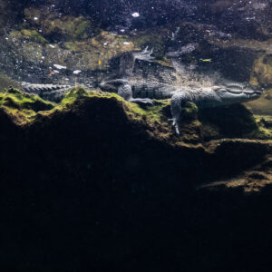 Crocodile resting on a mossy ledge at the surface of a cenote, seen underwater, Casa Cenote, Quintana Roo, Mexico