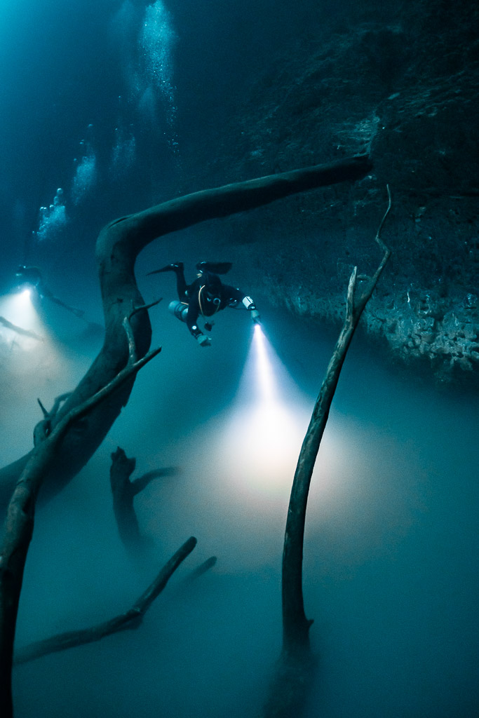 Deux plongeurs aux lampes derrière des troncs tordus au-dessus du nuage sulfuré, cénote Angelita, Quintana Roo, Mexique