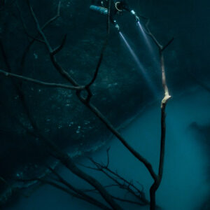 Diver lighting a lit branch tip between bare trees, vertical frame, Cenote Angelita, Quintana Roo, Mexico
