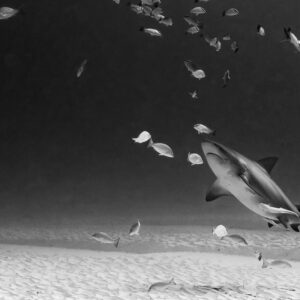 Black and white bull shark turning among snappers and remoras over sand, Playa del Carmen, Quintana Roo, Mexico