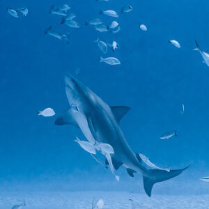 Bull shark rising under a group of snappers, vertical color frame, Playa del Carmen, Quintana Roo, Mexico