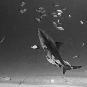 Black and white bull shark with remoras beneath a group of snappers, Playa del Carmen, Quintana Roo, Mexico