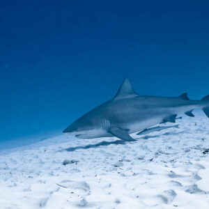 Bull shark cruising low over white sand in profile, Playa del Carmen, Quintana Roo, Mexico