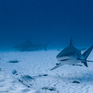 Bull shark swimming over white sand with others in the background, Playa del Carmen, Quintana Roo, Mexico