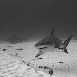 Black and white bull shark approaching over sand with second shark behind, Playa del Carmen, Quintana Roo, Mexico