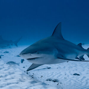 Bull shark passing close over sand with another shark in the distance, Playa del Carmen, Quintana Roo, Mexico