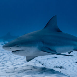 Bull shark close-up in three-quarter view over rippled sand, Playa del Carmen, Quintana Roo, Mexico