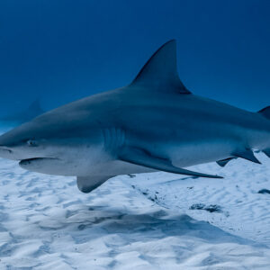 Bull shark swimming left in full profile with remora underneath, Playa del Carmen, Quintana Roo, Mexico