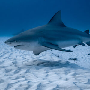 Bull shark gliding past with mouth slightly open, side view, Playa del Carmen, Quintana Roo, Mexico